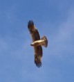 /album/some-overseas-trips/booted-eagle-over-eilat-march-2009-jpg/